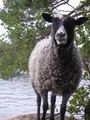 PICT0061.JPG